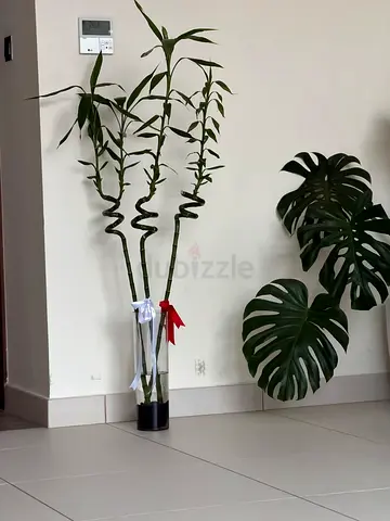 Lucky Bamboo Arrangement in Glass Vase - Tall Spiral Stems