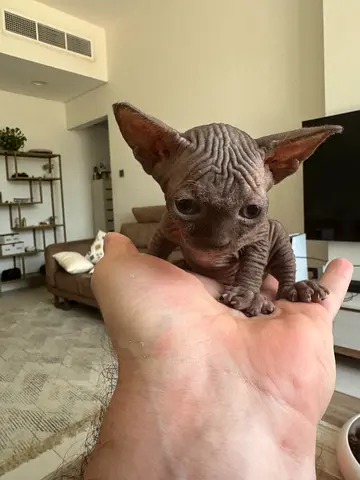 Lovely sphynx kitten