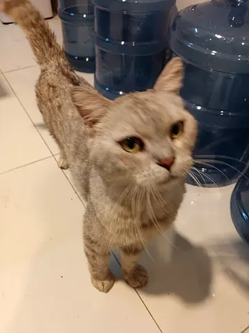 Friendly ,Cute adult female cat looking for a new home, she is lost ,