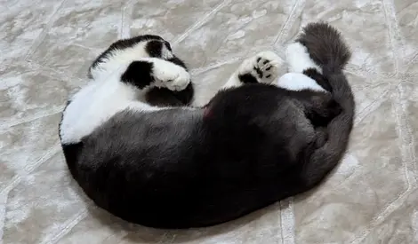 Fuline Tuxedo Cat