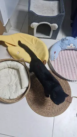 Cat baskets and beds