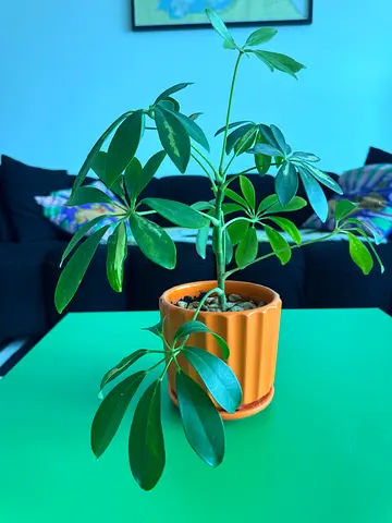 Small house plants