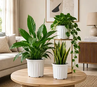 Viva Verda Indoor Plant Bundle UAE | Peace Lily, Snake Plant  Hanging Money Plant