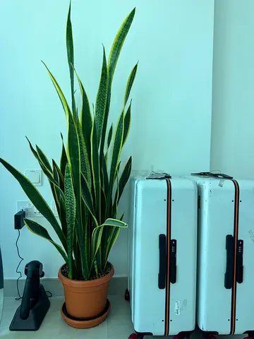 7 Large House Plants