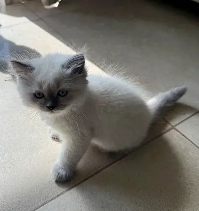 Ragdoll-type Blue-Eyed Kitten - Around 6 Weeks Old_Male