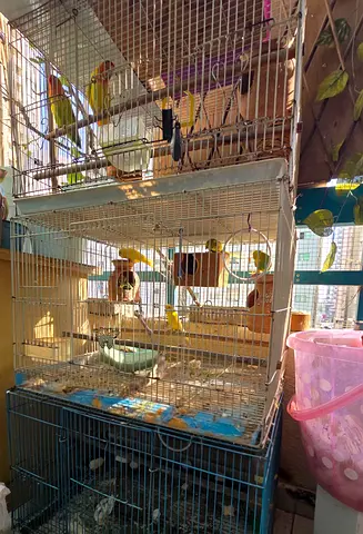 Bird cage 2 nos