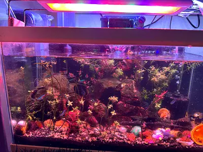 Aquarium for Sale