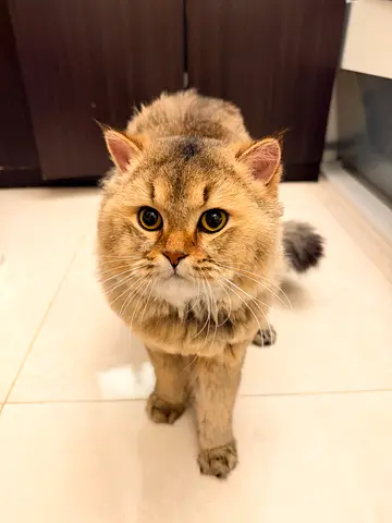 Male Siberian Mix Cat 1year old, vaccinated, micro chipped