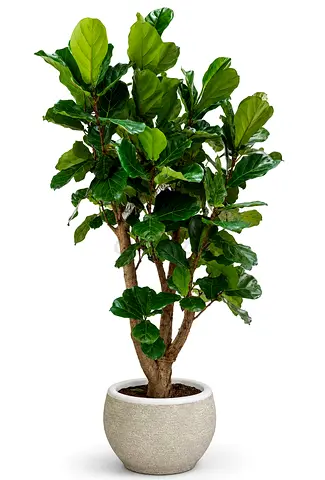 Viva Verda Giant Fiddle Tree Premium Indoor Plant UAE | Luxury Home Decor Plant