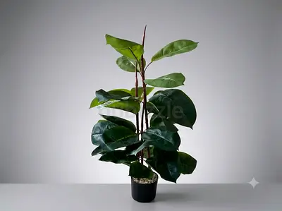 Indoor potted ficus-style decorative plant - ready to place