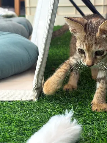 Kitten