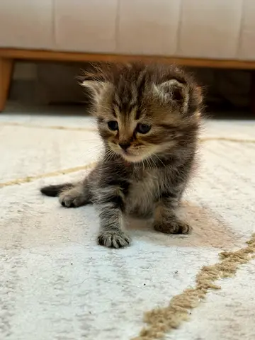 قطط للتبني