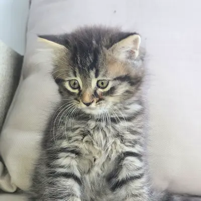 kittens for adoption