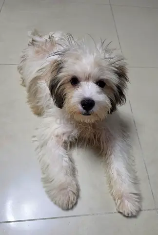Oreo