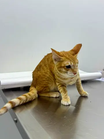 Adorable unique loving kitten for adoption