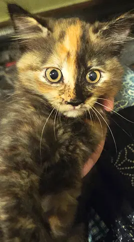 A Beautiful Kitten for Free Adoption