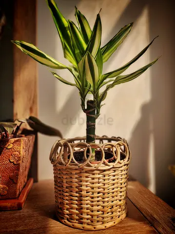 Dracaena Fragrans (Yellow Coast) indoor plant in rattan basket
