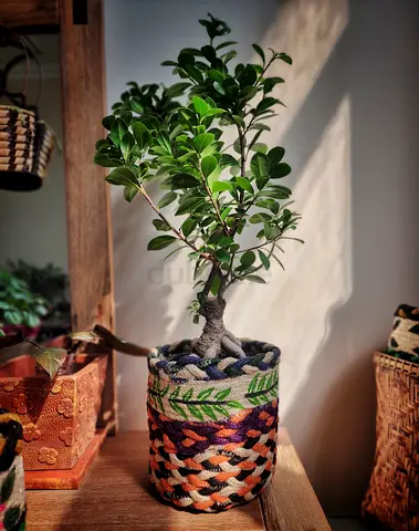 Indoor plant Ficus Ginseng Bonsai in handwoven jute planter basket