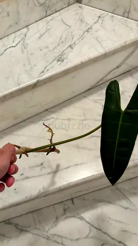 philodendron billietiae cutting (with roots )