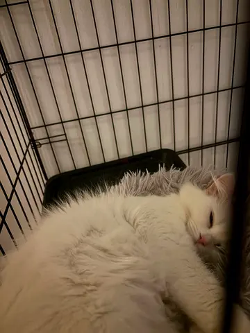 Cats for adoption