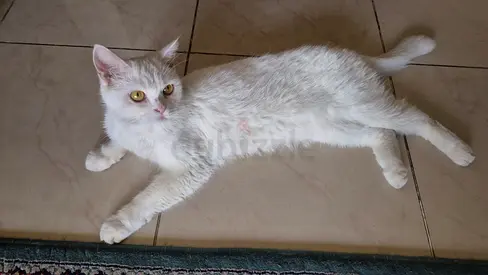 Young white domestic cat — healthy, friendly looking for her new home
