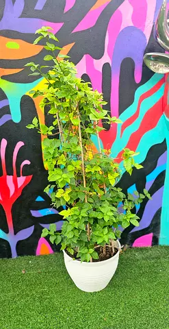 1.5m Potted Bougainvillea Tree in white planter - great condition