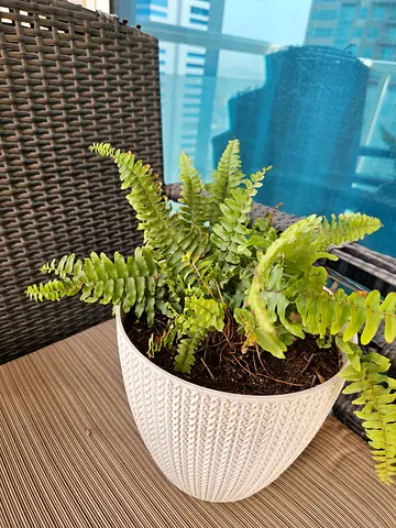 Large climbing indoor potted plant (ready to rehome)