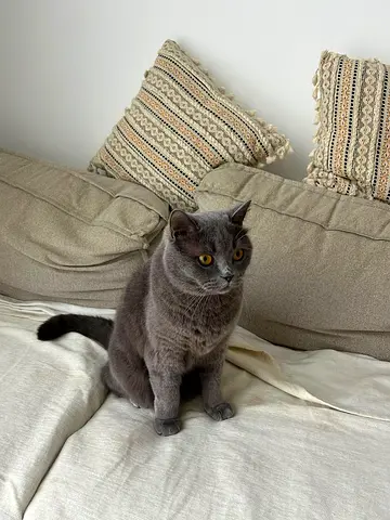 FREE ADOPTION sweet british shorthair