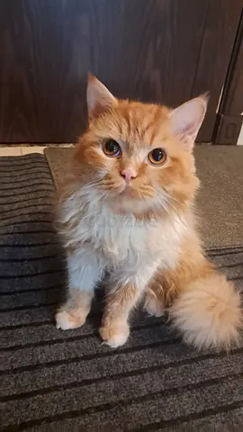 Cat for free adoption