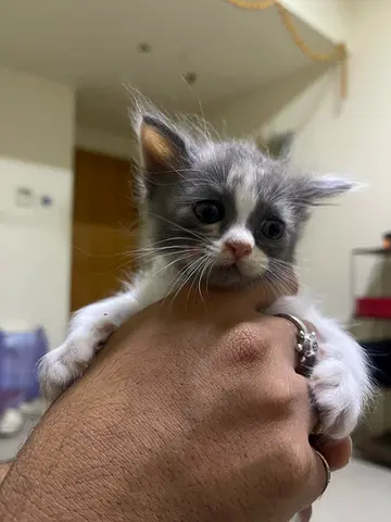 Two adorable gray long-haired kittens - playful and healthy