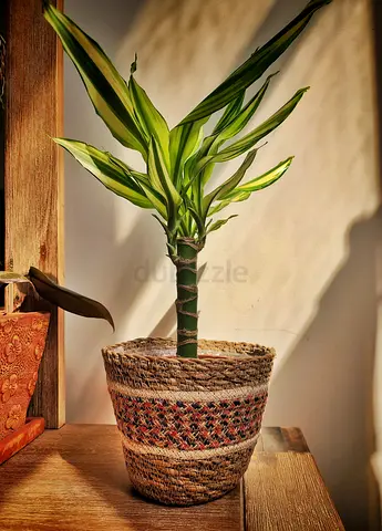 Dracaena Fragrans (Yellow Coast) indoor plant in seagrass basket