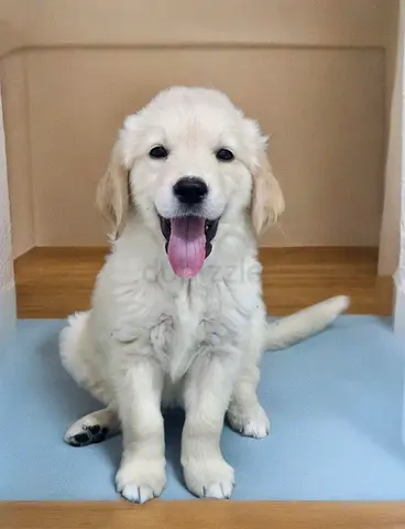 Golden Retriever Puppy