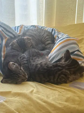 3 kitten triplets