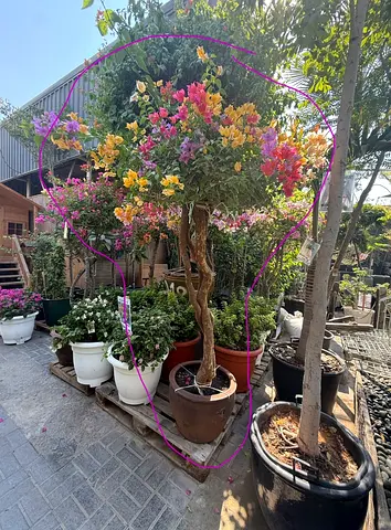 Mature flowering bougainvillea plant in large pot - ready for garden