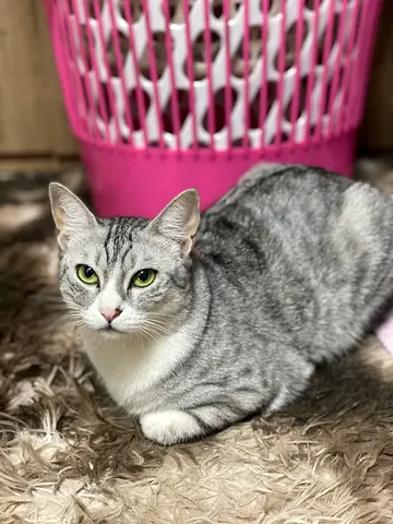 Free Cat Adoption