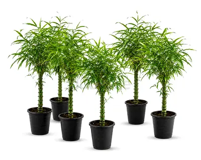 Viva Verda Buddha’s Belly Bamboo Outdoor Plant UAE | Bundle Special Offer | Premium Landscaping Plan