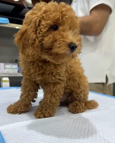 Tiny red toy poodle puppy — healthy, vaccinated, playful ready for new home
