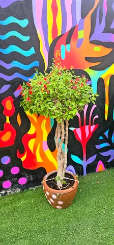 Braided-trunk Multicolour Bougainvillea plant with pot (ready for balcony or garden)