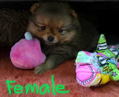 Mini Pomeranian Puppies Male and Female
