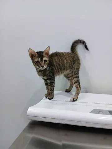 Adorable loving kitten for adoption