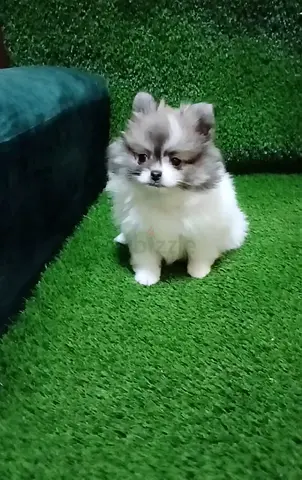 Pomeranian puppys