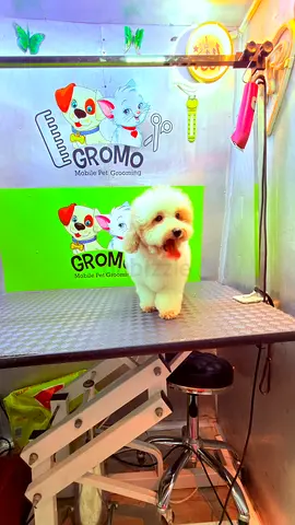 Small fluffy  dog — friendly, recently groomed looking for new home