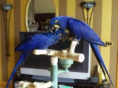 Trained Hyacinth Parrots Available For A Forever Home