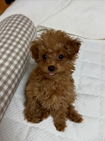 Miniature Brown Toy Poodle Puppy — friendly and Playful