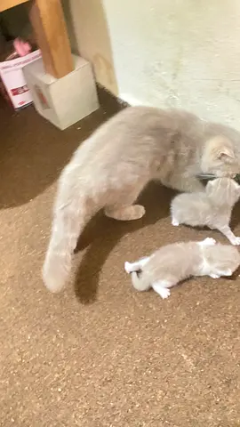 British shorthair kittens with mother