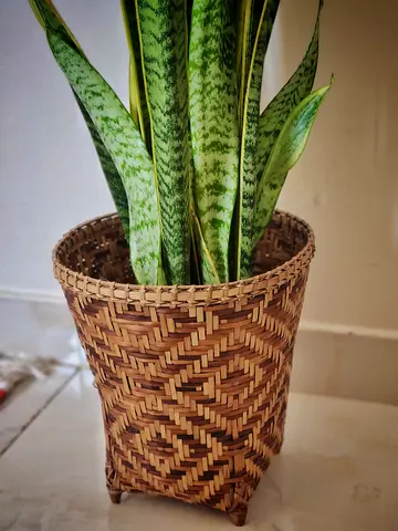 Sansevieria trifasciata (snake plant) with bamboo bucket/planter basket