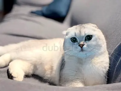 Top luxury pure breed silver chinchilla female cat