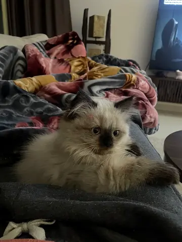 RAGDOLL KITTENS