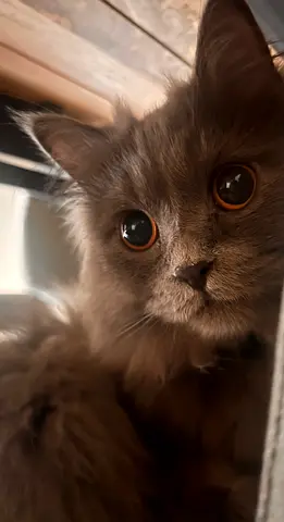 🐾 Loving Cats Looking for Their Forever Homes