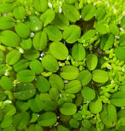 Aquarium Plant Stem